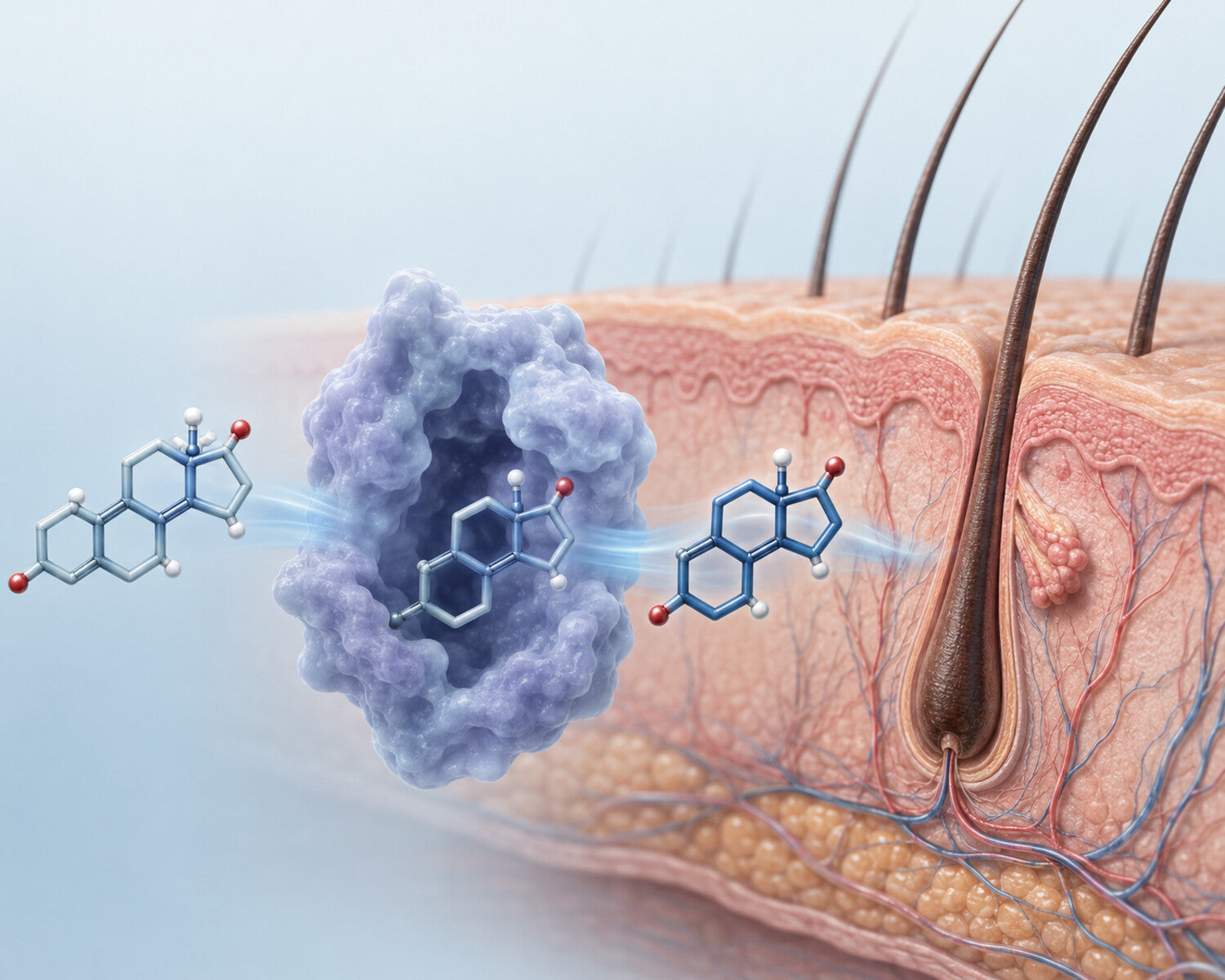 Medizinische Illustration der 5-alpha-Reduktase, die Testosteron in Haarfollikeln in DHT umwandelt